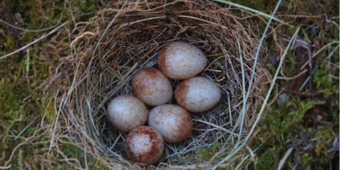 eggs-nest-950x475